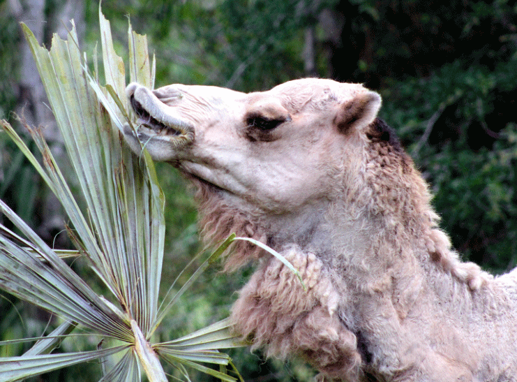 Image: Camel eating palm