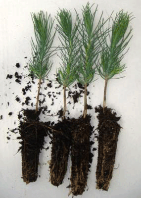 Pine seedlings