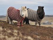 Image: Shetland ponies in Shetland sweaters
