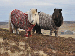 Image: Shetland ponies in sweaters